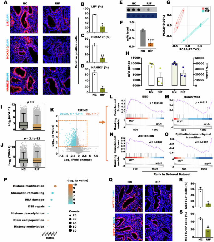 Fig. 1: RIF induced low levels of m6A and abnormal histone modification.
