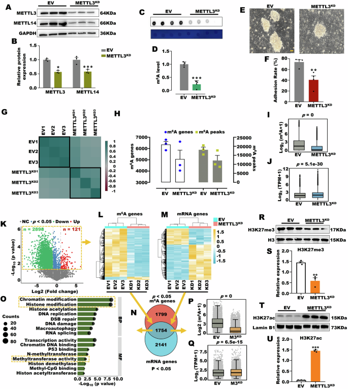 Fig. 2: Mettl3KD inhibited endometrial function and affected histone modification.