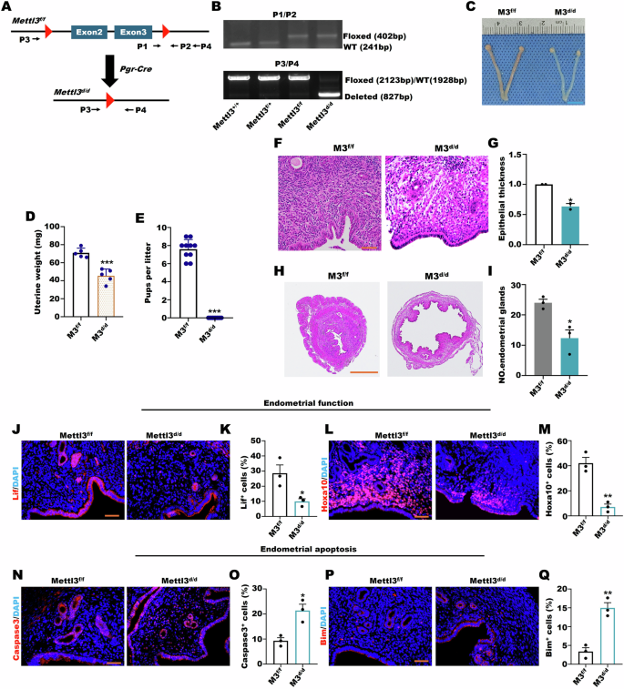 Fig. 3: Mettl3cKO mouse model established and endometrial function loss.