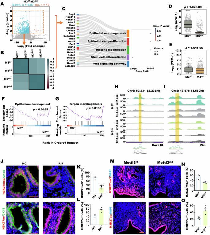 Fig. 4: Mettl3d/d inhibited endometrial receptivity by affecting histone modification.