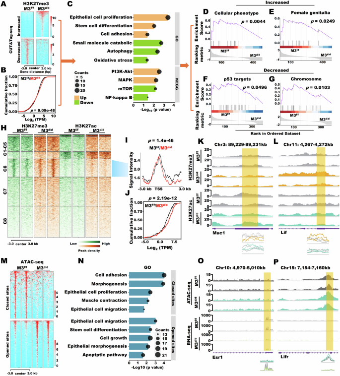 Fig. 5: Mettl3d/d influenced the H3K27me3 modification and chromatin stability.