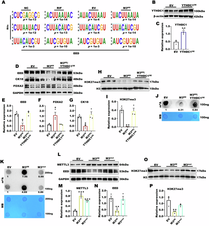 Fig. 7: METTL3 influenced EED and H3K27me3 through regulating m6A modification.