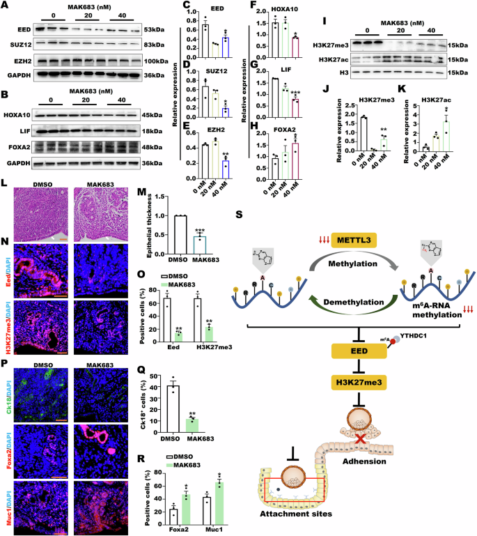 Fig. 8: Mettl3d/d inhibited endometrial receptivity by affecting histone modification.