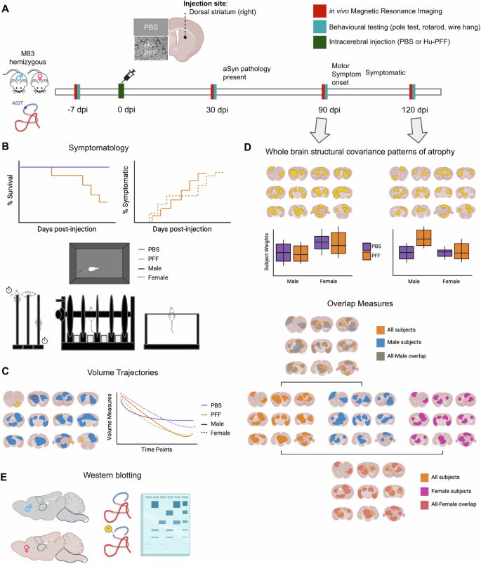 Female mice exhibit resistance to disease progression despite  