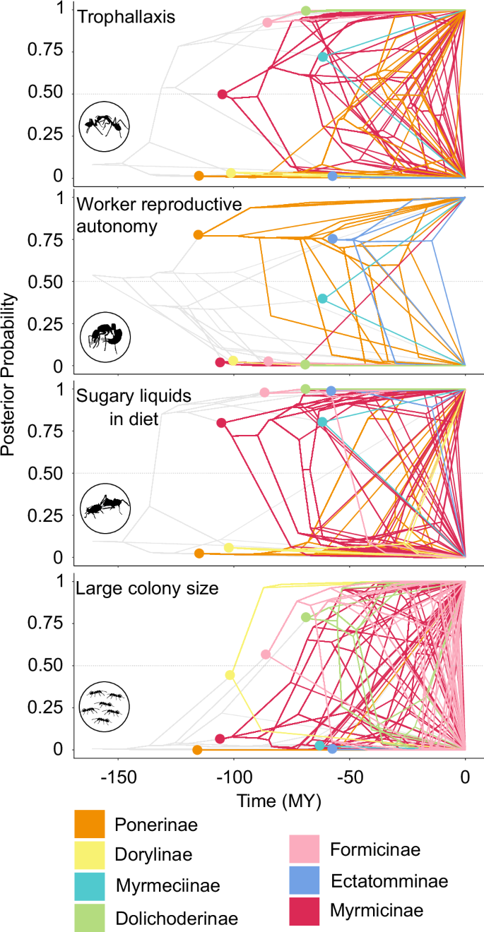 Ecological change and conflict reduction led to a social circulatory system  in ants | Communications Biology