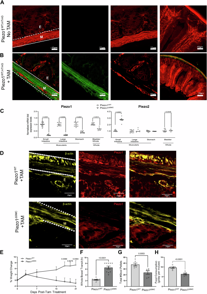 Smooth muscle cell Piezo1 depletion results in impaired contractile properties in murine small bowel Smooth muscle cell Piezo1 depletion results in impaired contractile properties in murine small bowel