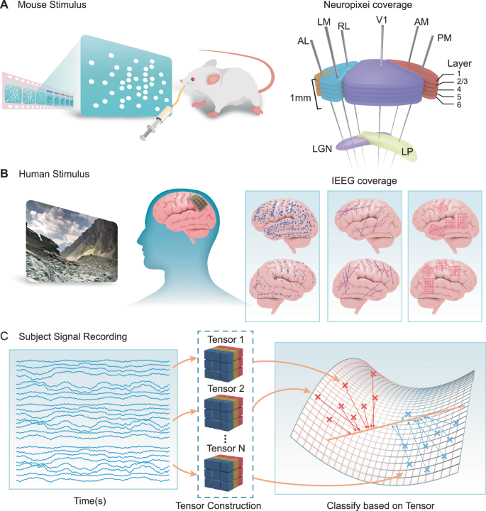 Fig. 1: Neural Encoding of Visual Stimuli in Mice and Humans: Recording and Decoding Approaches.