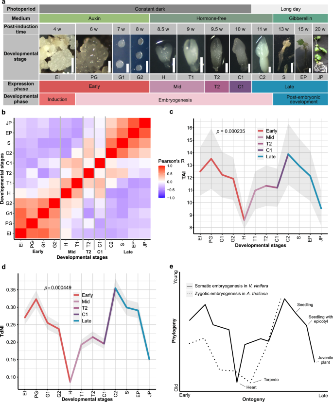 Fig. 1: Somatic embryogenesis in V. vinifera is a stage-organized process that exhibits an hourglass-shaped phylogeny-ontogeny correlation.