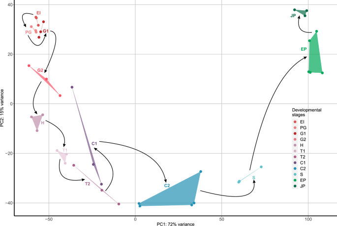 Fig. 2: Principal component analysis (PCA) of transcriptomes shows time-resolved organization of Vitis vinifera somatic embryogenesis.