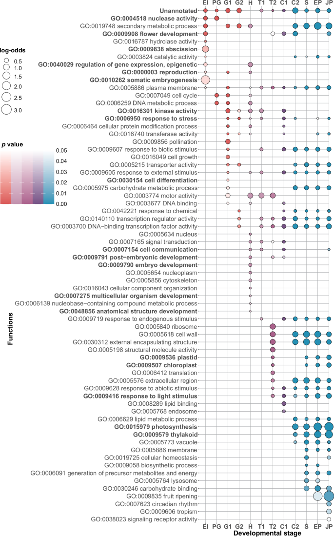 Fig. 3: Functional enrichments along the somatic embryogenesis of V. vinifera.
