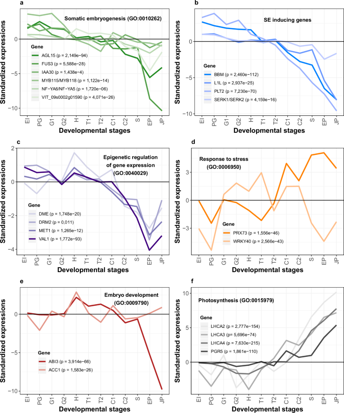 Fig. 4: Standardized expression profiles of selected V. vinifera genes along somatic embryogenesis.