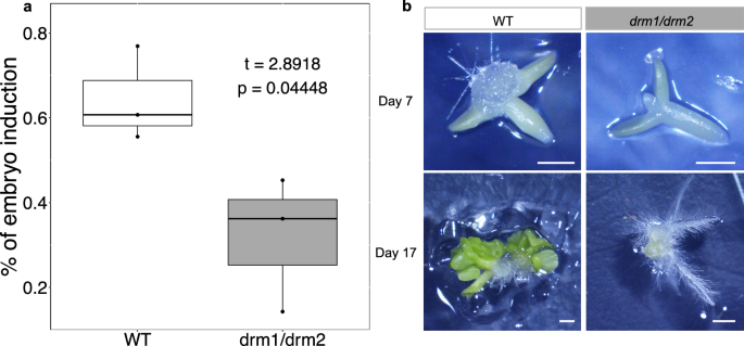 Fig. 5: The potential for embryo induction is significantly reduced in the A. thaliana drm1/drm2 double mutant.