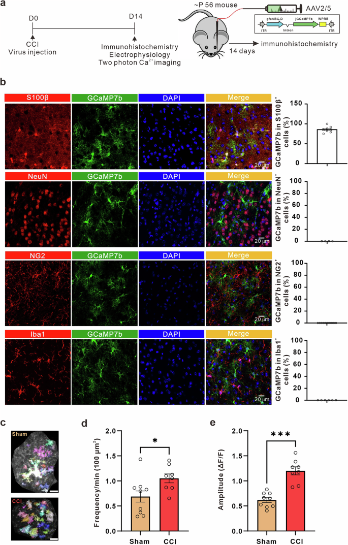 Fig. 1: Neuropathic pain induces astrocyte hyperactivity in ACC.