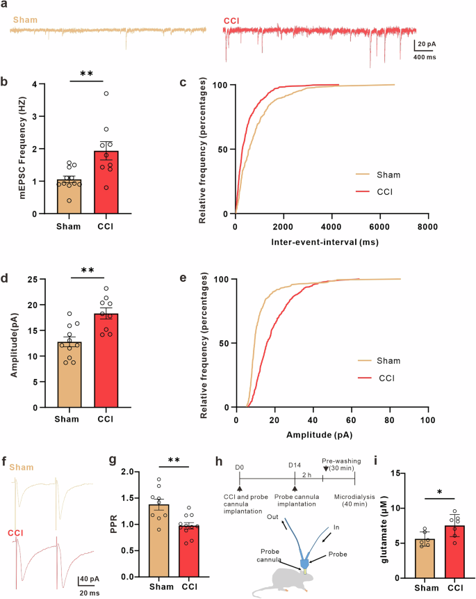 Fig. 2: Neuropathic pain increases extracellular glutamate concentration and synaptic transmission in ACC.
