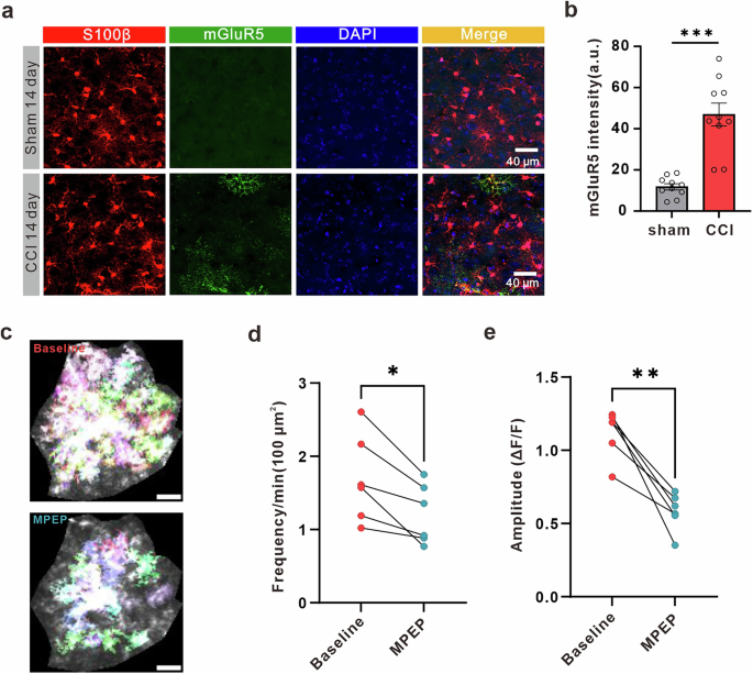 Fig. 3: Reemergence of mGluR5 in ACC astrocytes after neuropathic pain responsible for promoting astrocytic Ca2+ signals.