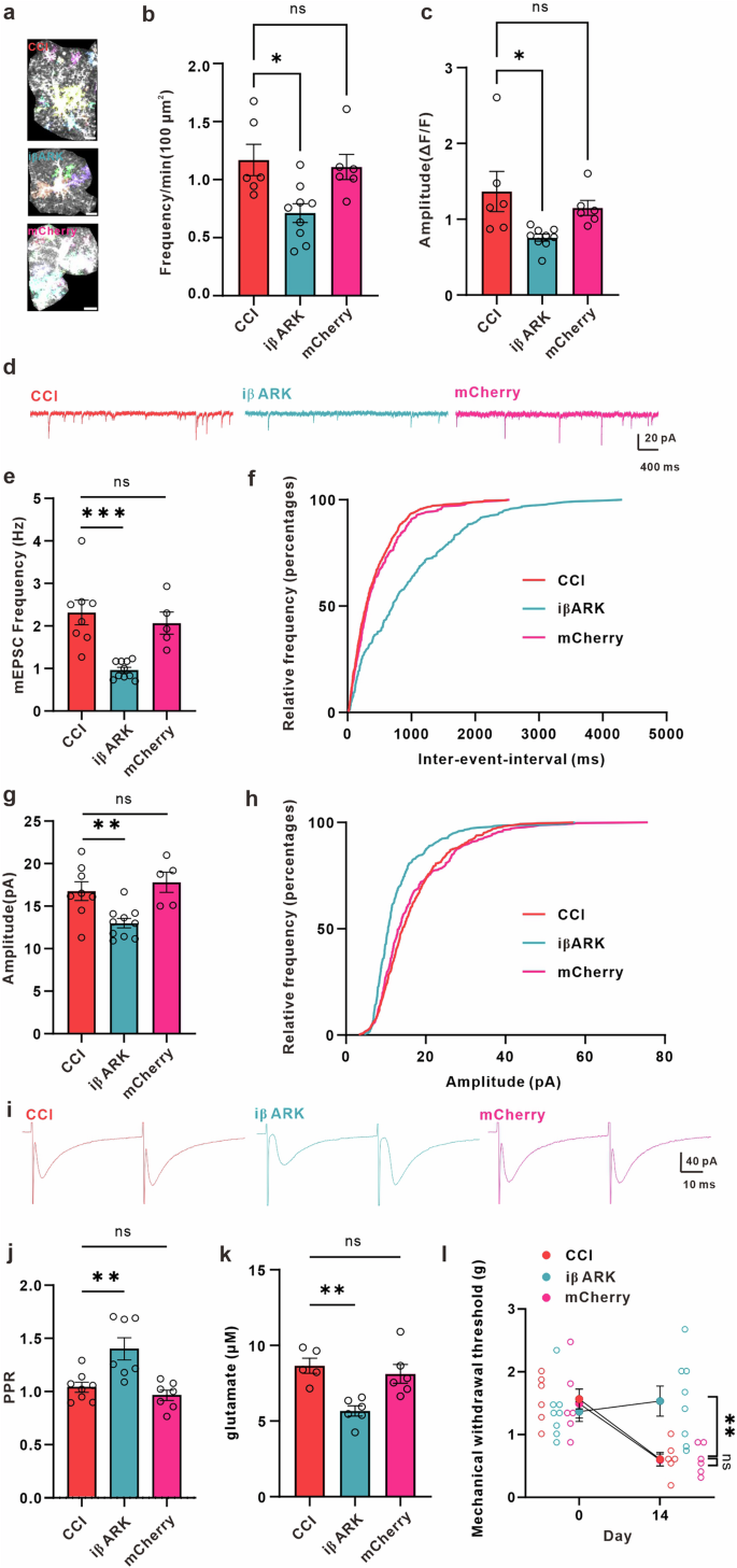 Fig. 4: iβARK decreases astrocytic Ca2+ signals, synaptic transmission, extracellular concentration of glutamate in ACC, and alleviates mechanical allodynia in neuropathic pain mice.