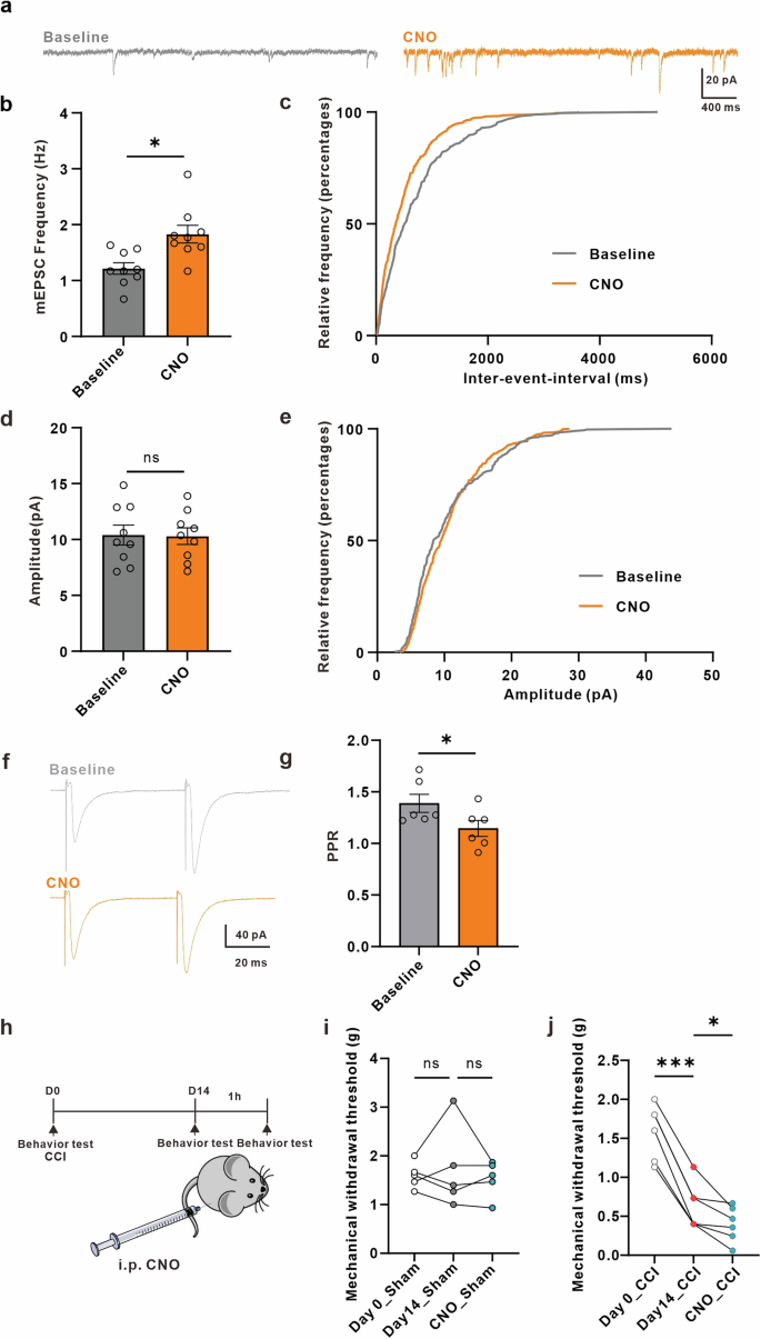 Fig. 5: Chemogenetic activation of astrocytes increases synaptic transmission trough a presynaptic mechanism and aggravates mechanical allodynia in neuropathic pain mice.