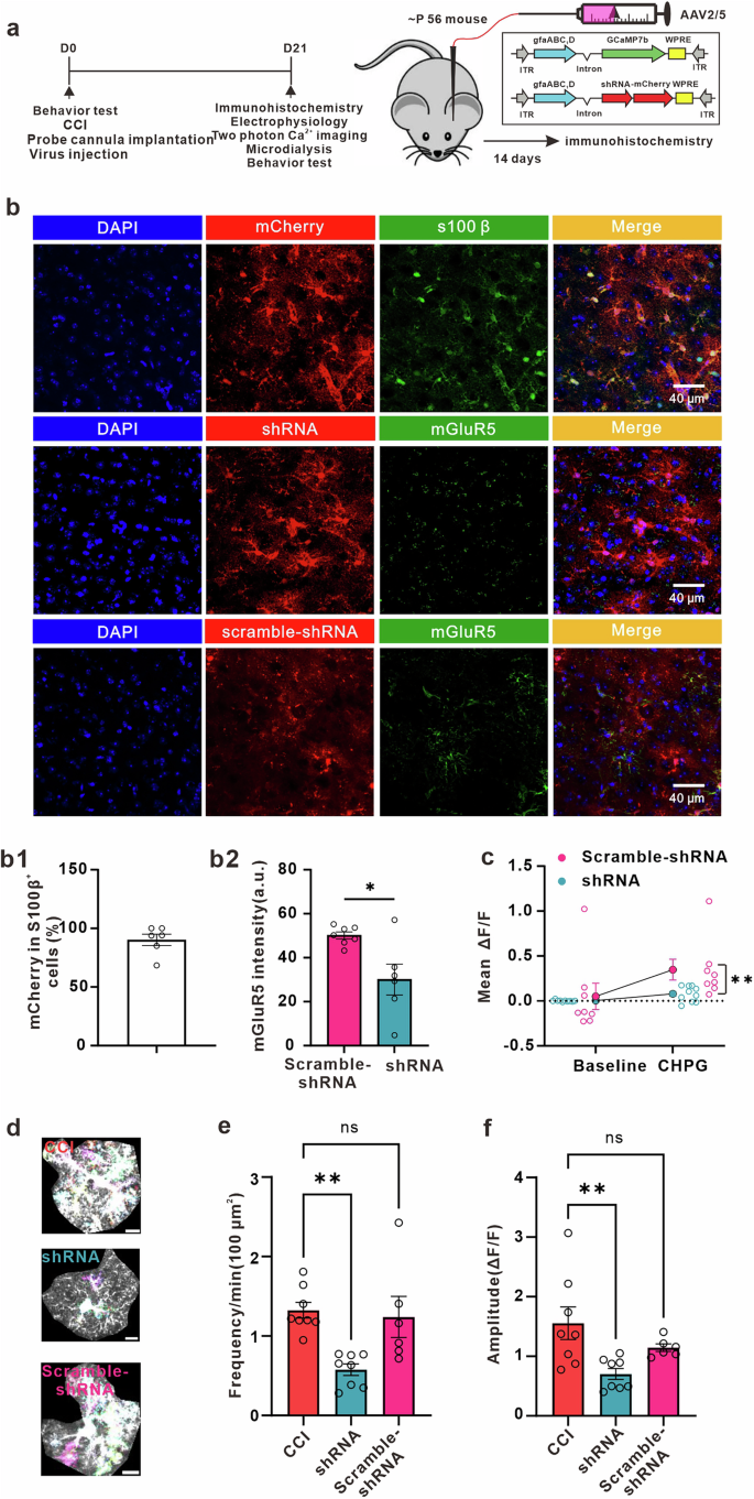Fig. 6: Down-regulation of mGluR5 in ACC astrocytes decreases astrocytic Ca2+ signals in CCI mice.
