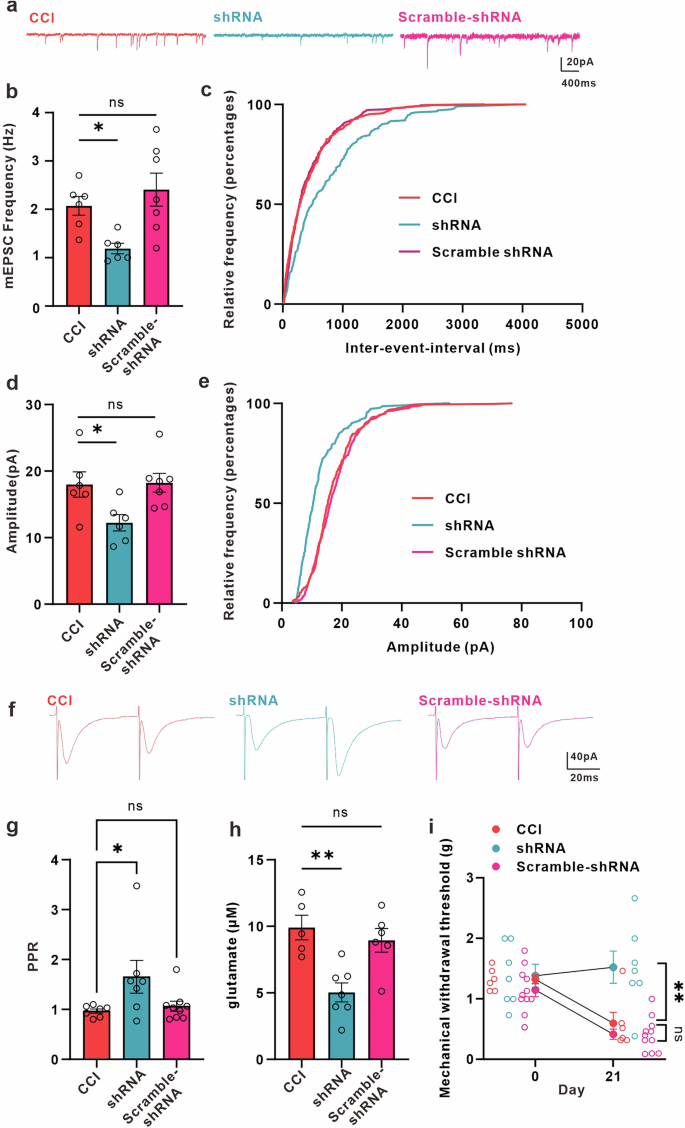 Fig. 7: Down-regulation of mGluR5 in ACC astrocytes decreases synaptic transmission, extracellular concentration of glutamate, and increases mechanical withdrawal threshold in CCI mice.