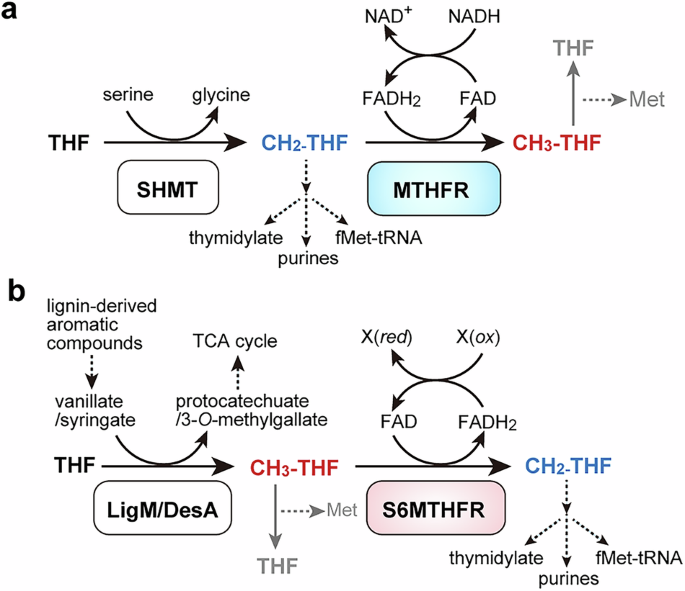 Fig. 1: Reaction schemes of typical MTHFR and S6MTHFR.