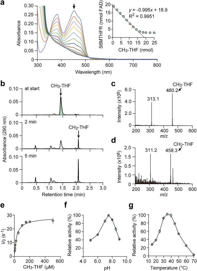 Fig. 2: Enzymatic characterization of S6MTHFR.