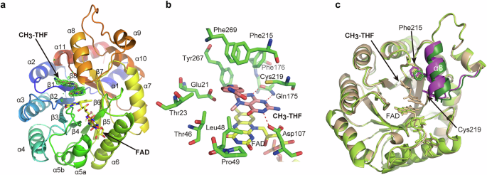 Fig. 3: Structure of S6MTHFR.