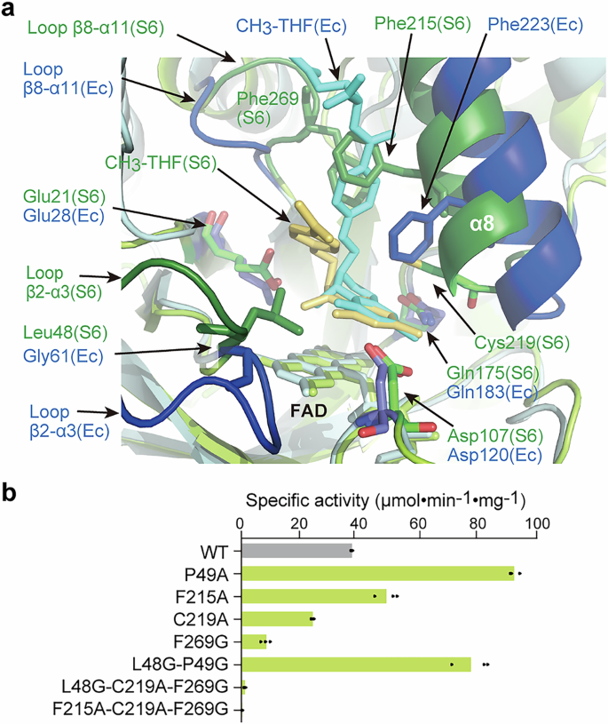 Fig. 4: Structural comparison with EcMTHFR and critical residues for CH3-THF oxidation.