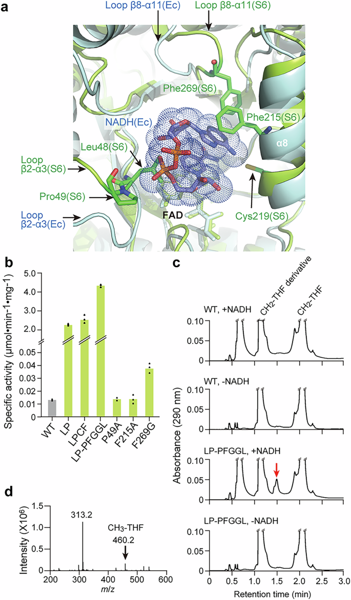 Fig. 5: Amino acid substitutions enable S6MTHFR to catalyse the reduction of CH2-THF using NADH as an electron donor.