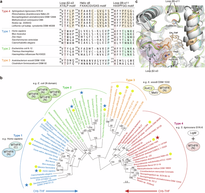 Fig. 6: Phylogenetic analysis of MTHFRs.