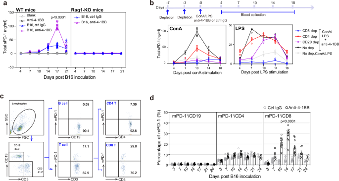 Fig. 3: sPD-1 was produced by activated lymphocytes.