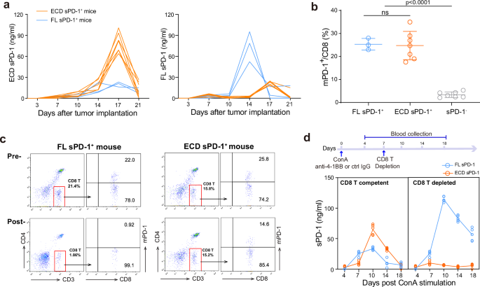 Fig. 5: sPD-1 production correlated with PD-1+CD8+ T cell viability in tumor and ConA models.