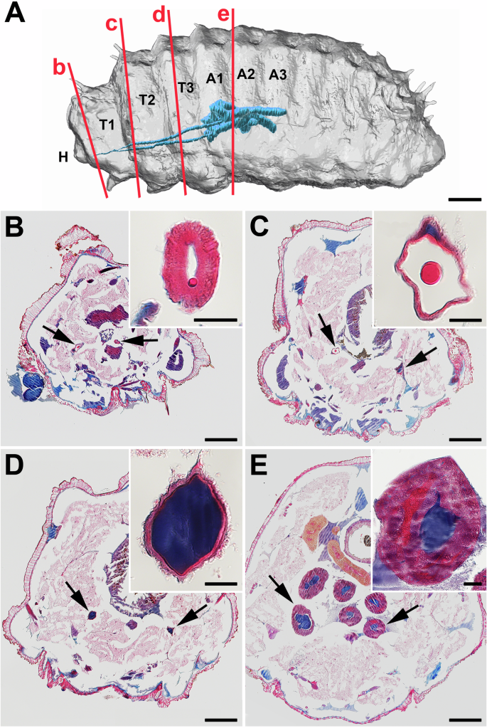 Absence of fibroin H sequences and a significant divergence in the putative fibroin L homolog in Neomicropteryx cornuta (Micropterigidae) silk