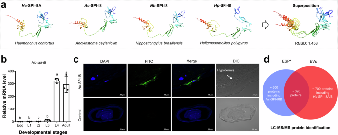 Fig. 1: Serine protease inhibitor (SPI) I8 is conserved in nematodes of animals.
