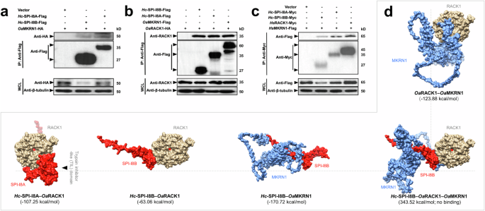 Fig. 2: Interactions between nematode serine protease inhibitor I8 (SPI-I8) with host proteins.