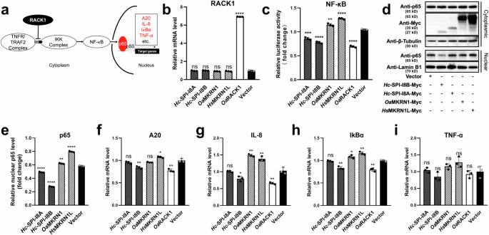 Fig. 3: The effects of RACK1, MKRN1 and nematode SPI-I8 on NF-κB signalling in HEK 293 T cells.