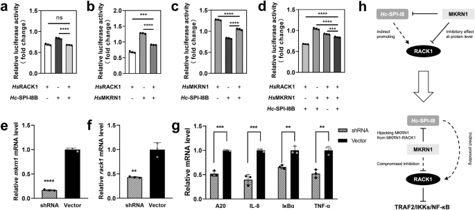 Fig. 4: Functional relationship among nematode SPI-I8, human RACK1 and MKRN1 in HEK 293 T cells.