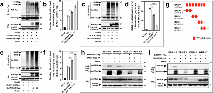 Fig. 5: Human MKRN1-mediated polyubiquitination of RACK1 and nematode SPI-I8B in HEK 293 T cells.