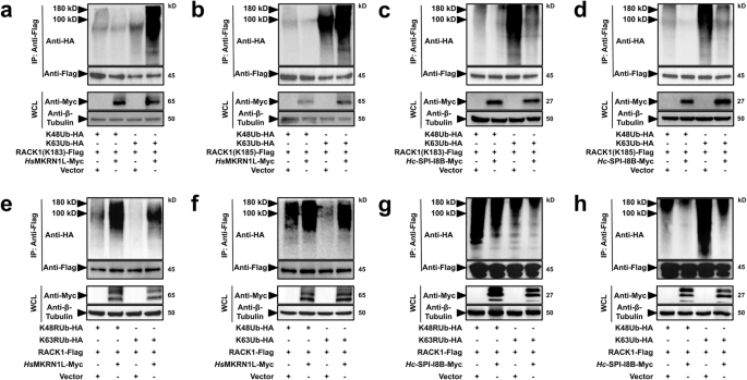 Fig. 6: Nematode SPI-I8B decreases K63-dominant polyubiquitination at K183 and K185 of RACK1 in HEK 293 T cells.
