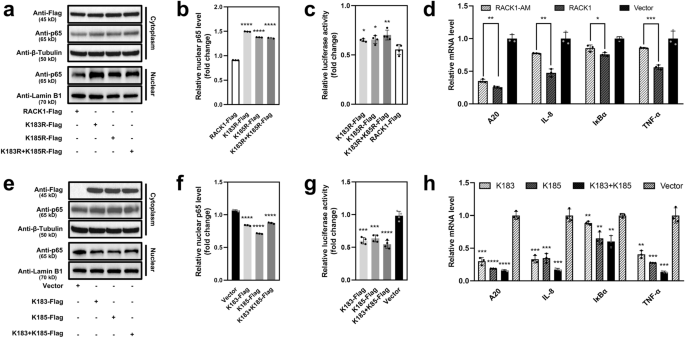 Fig. 7: Screening of key residues involved in the polyubiquitination of RACK1.