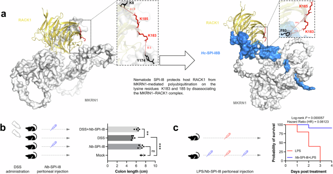 Fig. 8: Experimental validation of the inhibitory role of nematode SPI-I8 in host inflammation.
