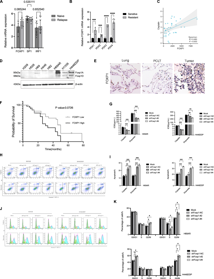 Fig. 1: FOXP1 regulates chemoresistance in SCLC.