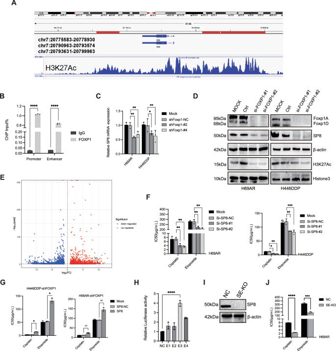Fig. 2: FOXP1 binds to the super-enhancer that target SP8.