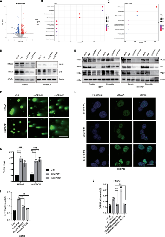 Fig. 3: SP8 promotes chemotherapy resistance in small-cell lung cancer through homologous recombination repair pathways.