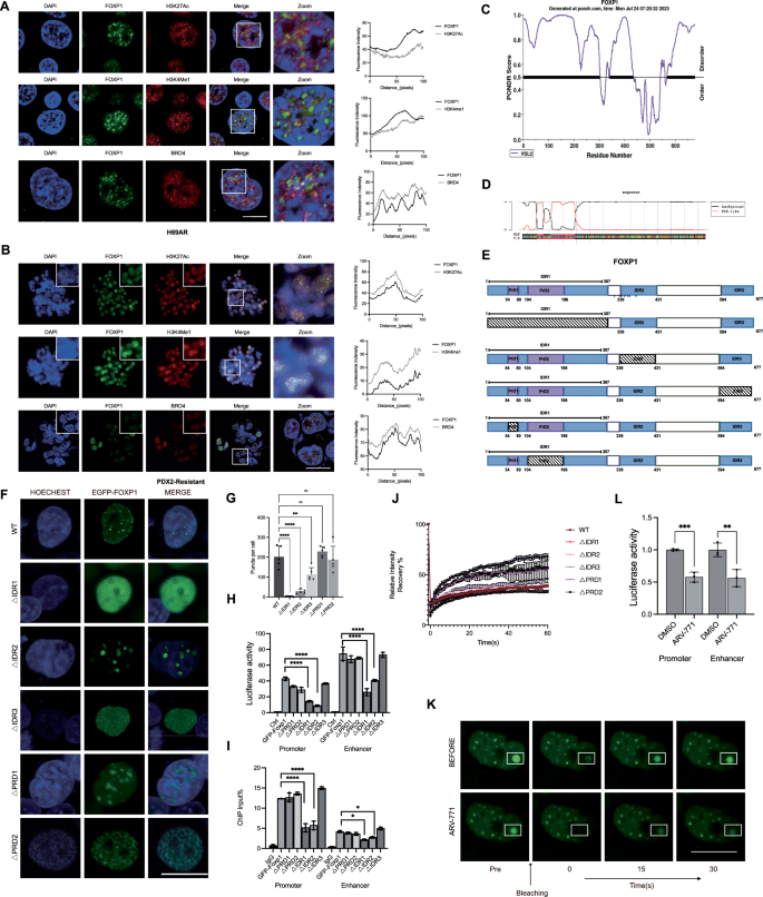 Fig. 5: Phase separation of related intrinsic disorder regions(IDRs) is the basis of the amino acid sequence for FOXP1 to exert its function.