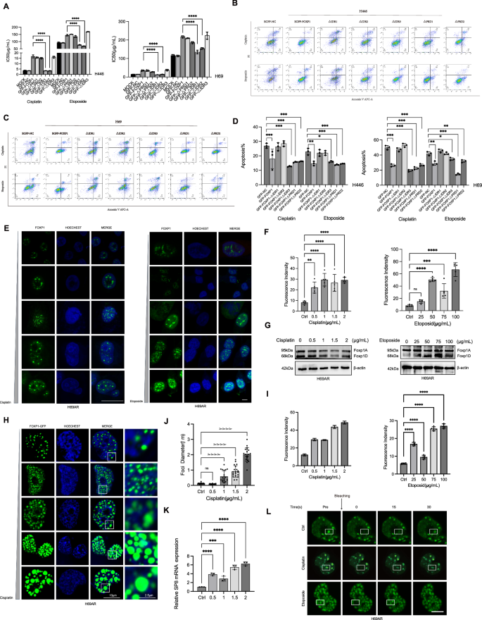 Fig. 6: The phase-separated structure is also the basis for FOXP1’s role in chemoresistance.