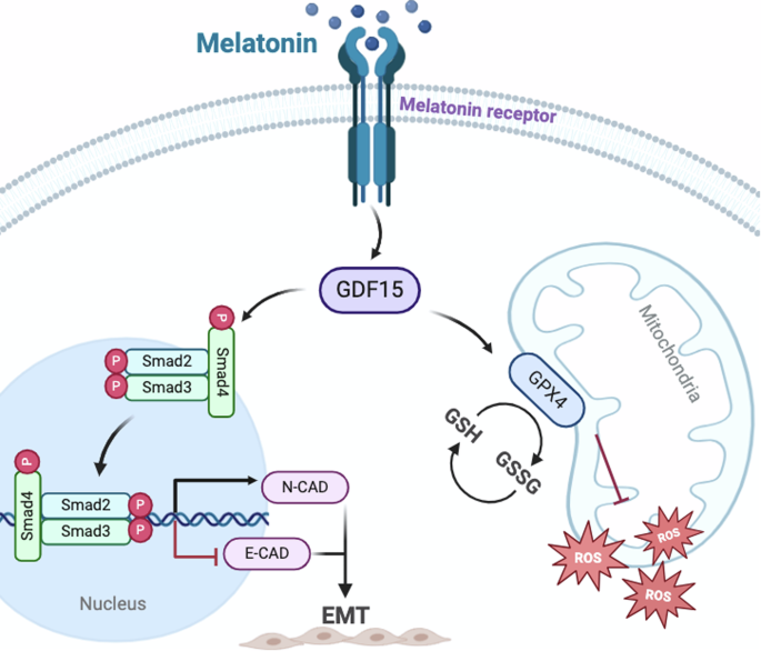 Fig. 10: Melatonin regulates trophoblast cell function and embryonic implantation by promoting GDF15.