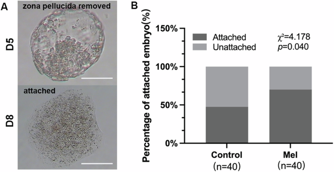 Fig. 1: The in vitro implantation rate was promoted after melatonin treatment of human peri-implantation embryos.