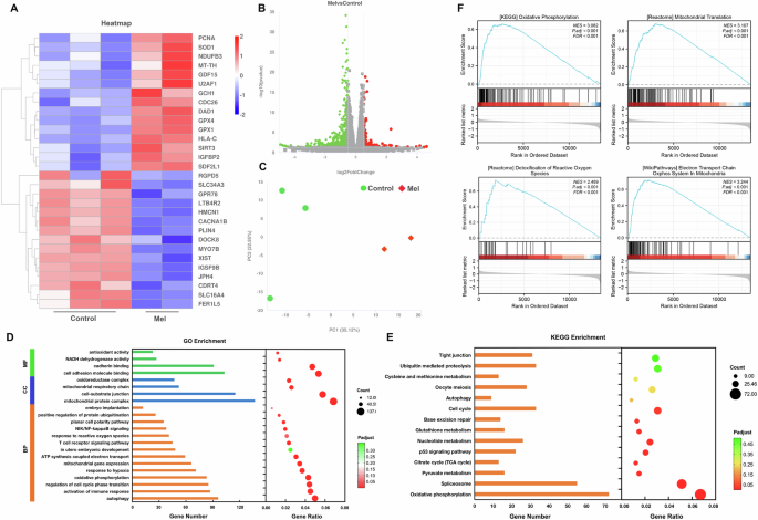 Fig. 6: Analysis of DEG after melatonin treatment of HTR-8/SVneo cells.
