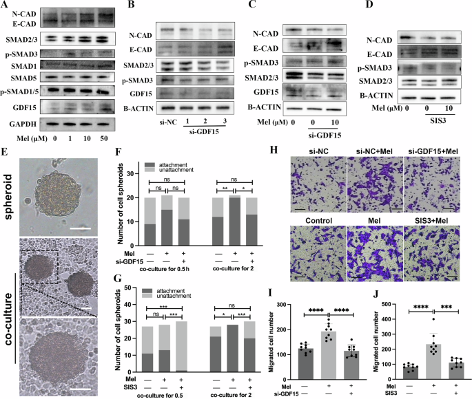 Fig. 7: Melatonin regulates EMT through the GDF15-SMAD3 pathway to promote trophoblast cell transplantation and migration.