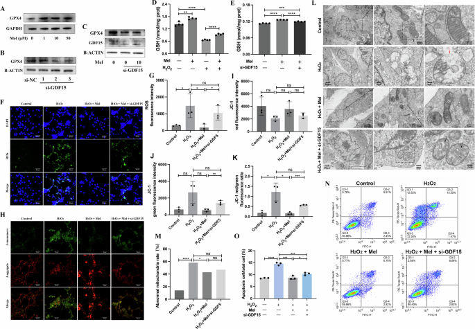 Fig. 9: The GDF15-GPX4 pathway is involved in the regulation of the antioxidant effects of melatonin on HTR-8/SVneo cells.